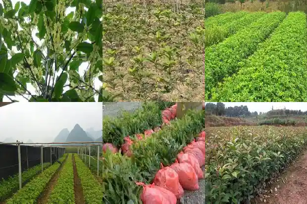 桂花象征着1682646746938