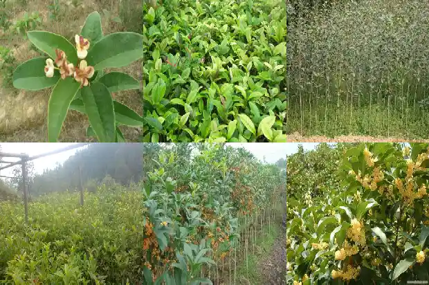 桂花的象征与寓意1682646805934