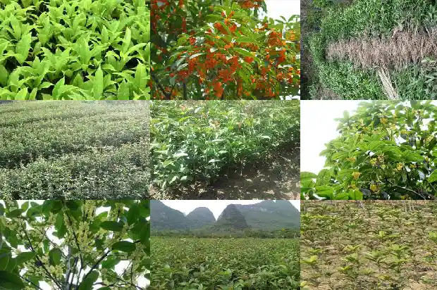 金桂花寓意1682646835139