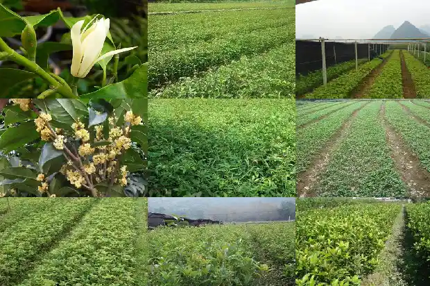 金状元桂花好不好1682646867545