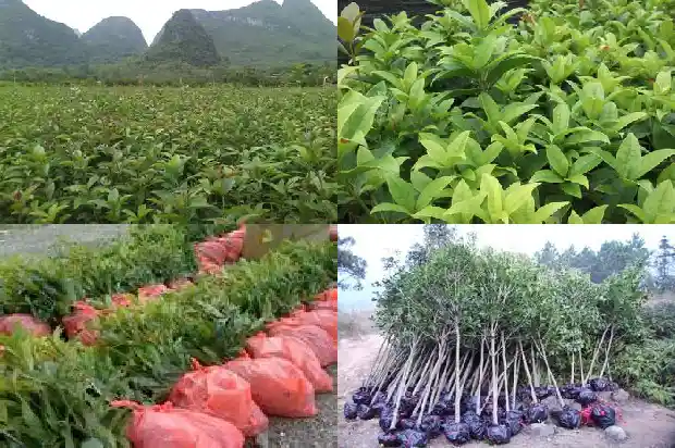 血红桂花树1682646896170