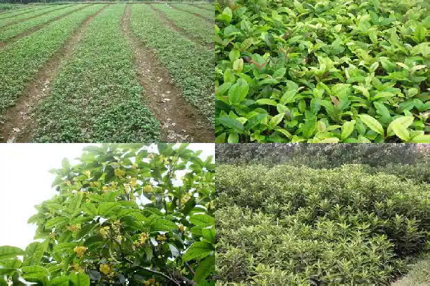 开红花的桂花树叫什么桂花树1682646924825