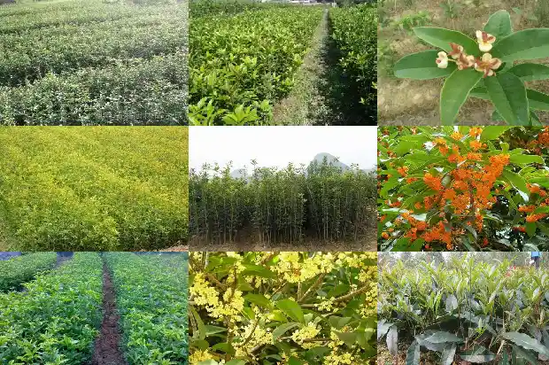 临沂桂花树苗批发价格多少1690245018530