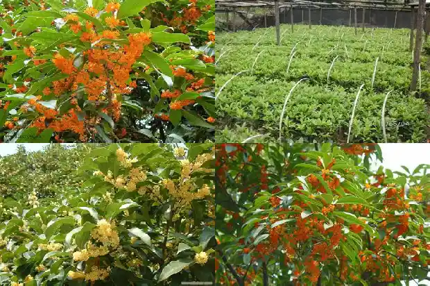 开红花的桂花树叫什么桂花树1682646924920