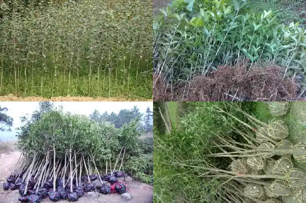 桂花茶不能和什么一起吃1689035188601