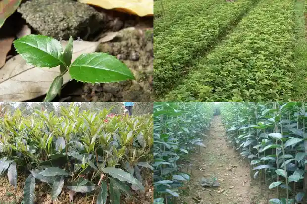 名贵桂花品种排名血桂1682646953670