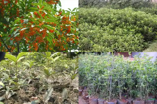 名贵桂花品种排名血桂1682646953718