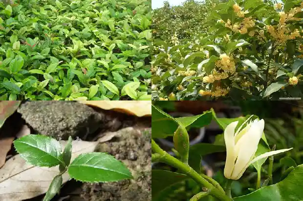 名贵桂花品种排名血桂1682646953766