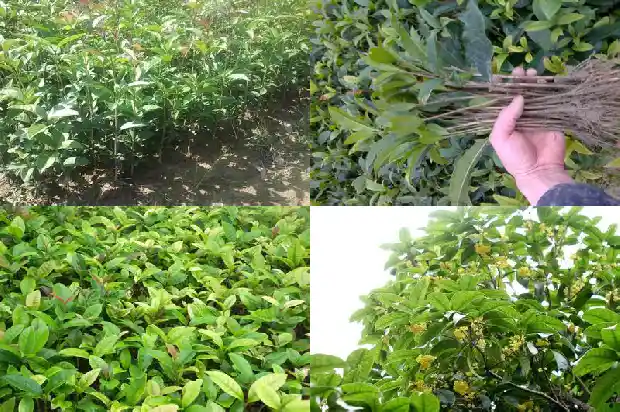 状元红桂花和朱砂桂花有什区别1682647052344