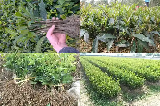 桂花种苗批发厂家1689985221975
