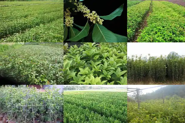 桂花的花苞是什么颜色的?1682647107756