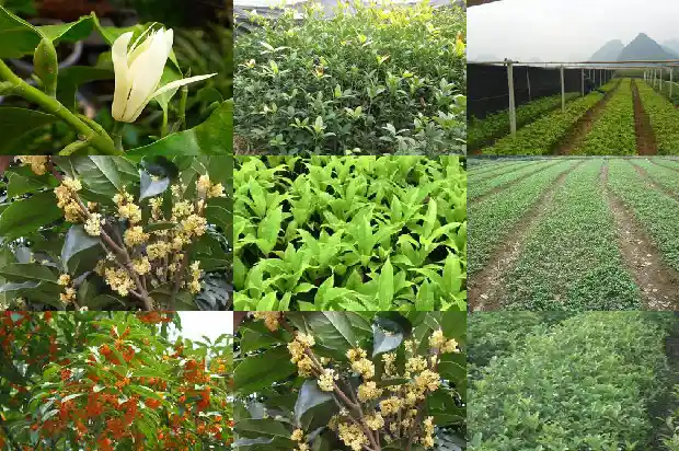 桂花的花苞是什么颜色的?1682647107804
