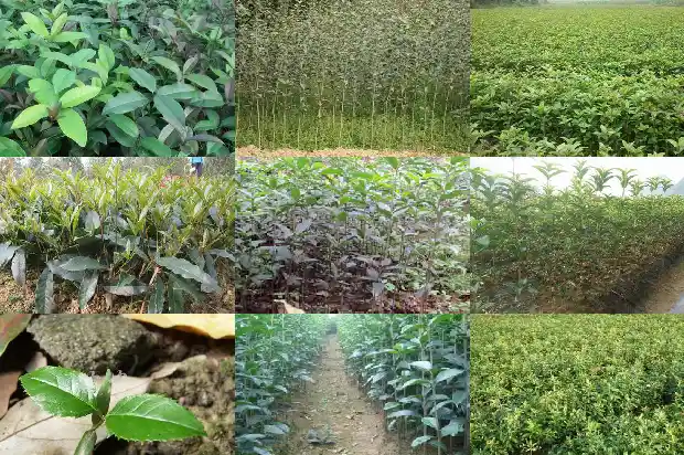 桂花刚开始是什么颜色的1682647149585