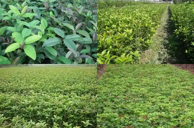 桂花刚开始是什么颜色的1682647149679