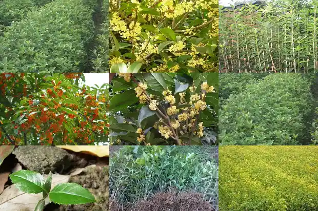 状元红桂花颜色1682647187014