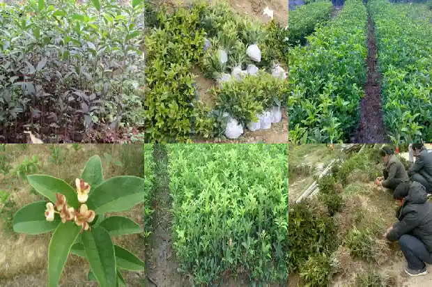 开红色的桂花是什么品种?1682647218188