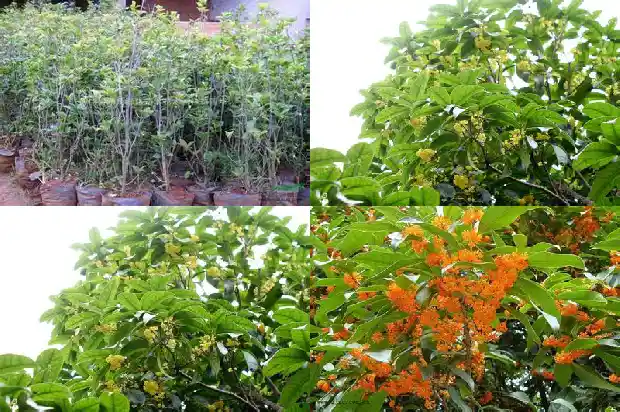 桂花树苗市场价多少1689726574734