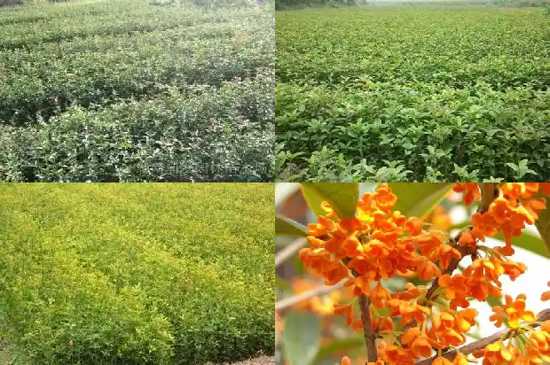 红桂花是什么品种1682647264240