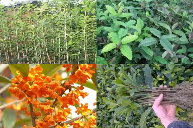 红桂花是什么品种1682647264336