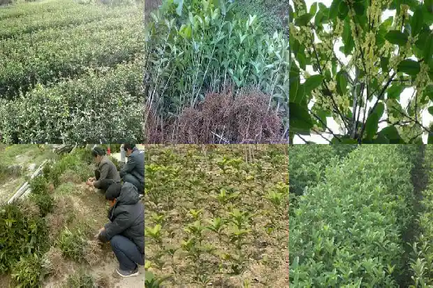 桂花又叫什么名字1682647289350