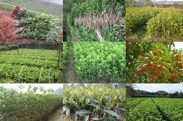 桂花又叫什么名字1682647289397