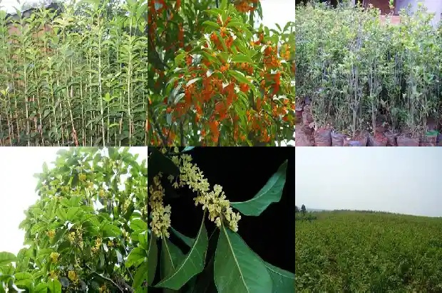 桂花又叫什么名字1682647289445