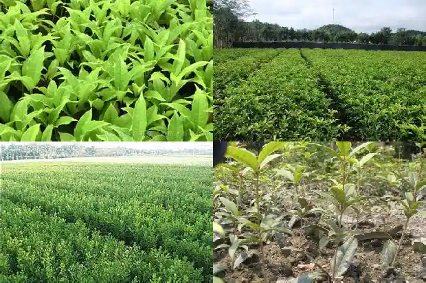 桂花的原名1682647308753