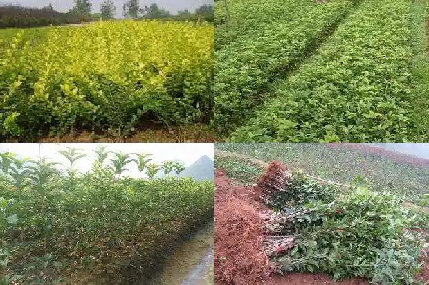 红红的桂花是什么品种1682647334221