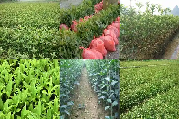 红红的桂花是什么品种1682647334267