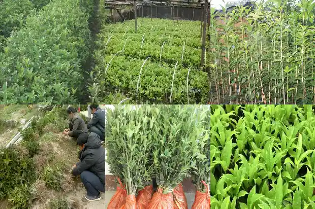 红红的桂花是什么品种1682647334314