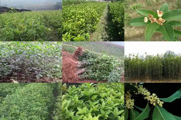 红色的桂花是什么品种1682647355188