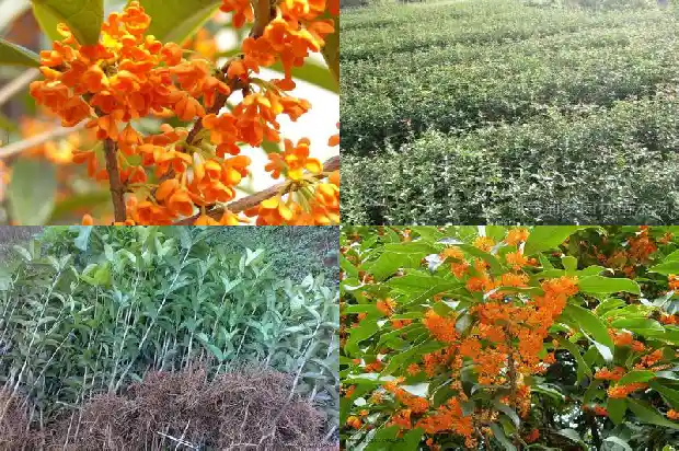 天香台阁桂花叶片形1690850101510