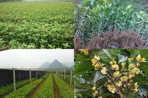 桂花糕还有什么糕1689313739966
