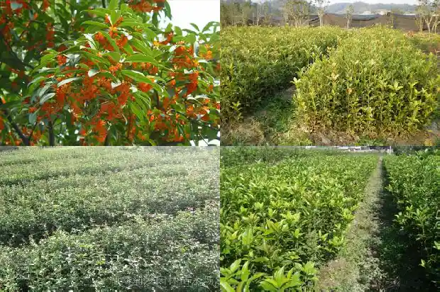 金桂花树值钱吗知乎小说1682647438441
