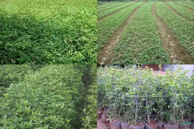 金桂花树贵吗值钱吗1682647458854