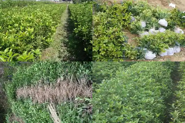 金桂花树贵吗值钱吗1682647458997
