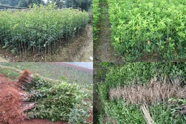 一年只开一次的桂花叫什么品种呢1688793285551