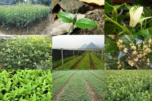 金桂花树多少钱一棵5公分的苗1682647524404