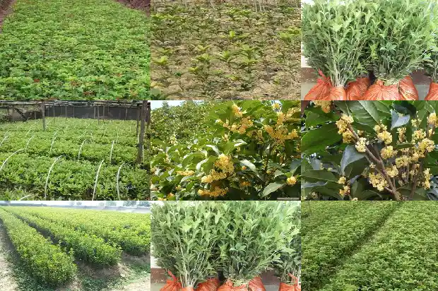 桂花树卖不出去怎么回事1682647565167