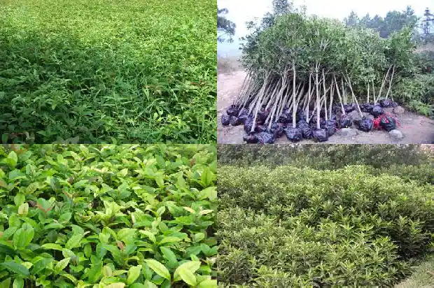 桂花树卖不出去怎么回事1682647565214