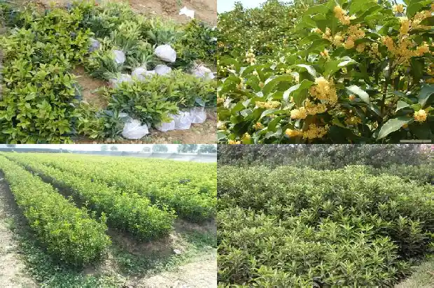 为什么桂花树不值钱了1682647619393
