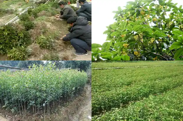 桂花木材的香味有毒吗1688518775474