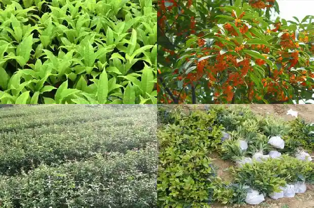 桂花树种子的药用价值和作用是什么1688693863629
