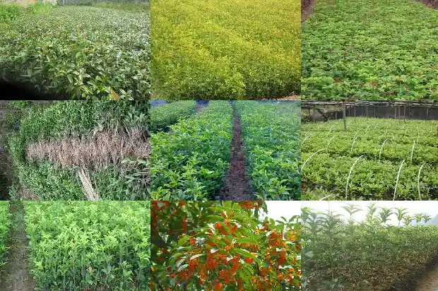 现在家有桂花树好卖吗北方还是南方呢1682647638504