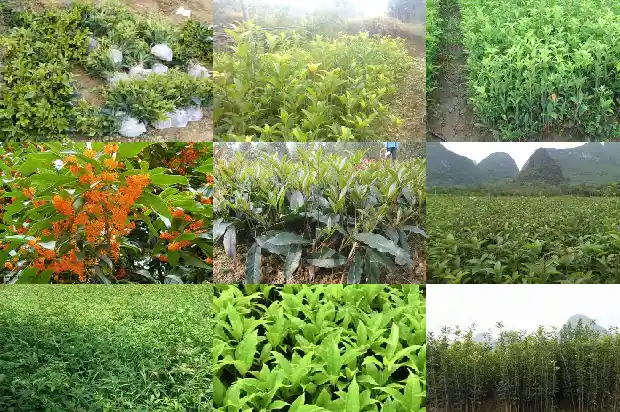 现在家有桂花树好卖吗北方冬天怎么养1682647662623