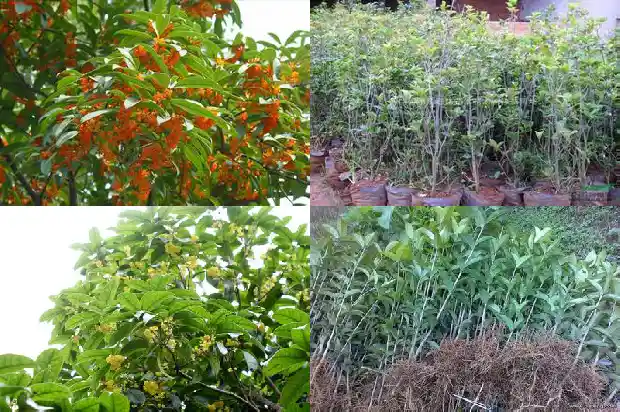 黄酒能不能泡桂花茶喝呀1689380796294