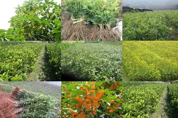 桂花树什么时候开1682647680865