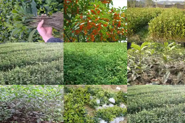 桂花树10公分价格多少钱一棵1689640154752