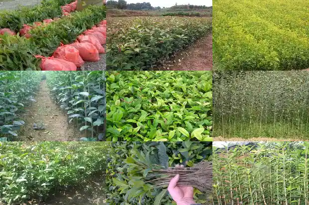 桂花树什么时候开1682647680960