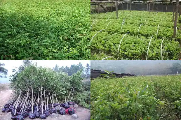 大门口有桂花树好吗1682647704097